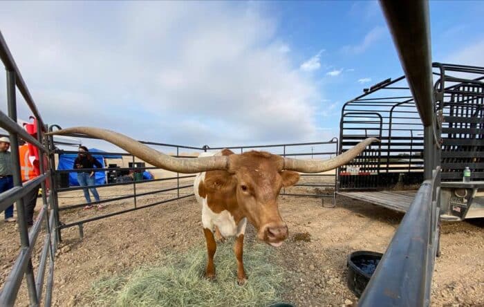 JCB San Antonio facility first cow at the cattle ranch 